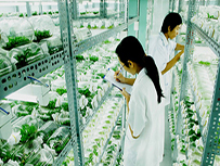 Giám sát sản xuất nông nghiệp với SmartAgri